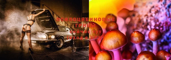 крисы Аркадак